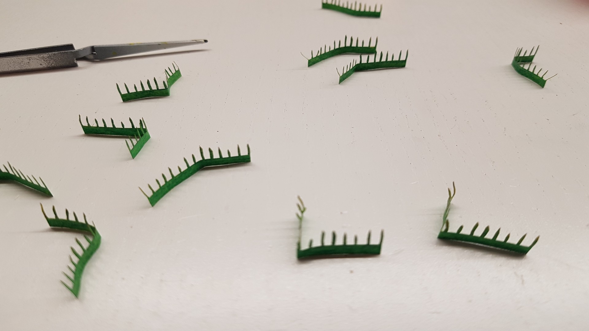 Sansevieria Pflanzrohlinge