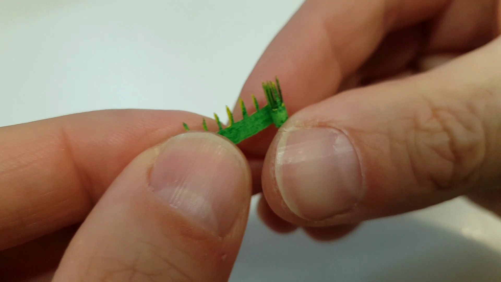 Sansevieria Pflanze zusammenrollen