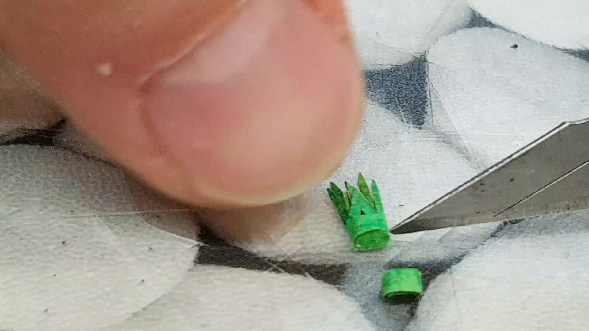 Sansevieria Pflanze einkürzen